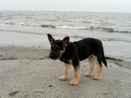 Photo de Jess, Berger Allemand pure race