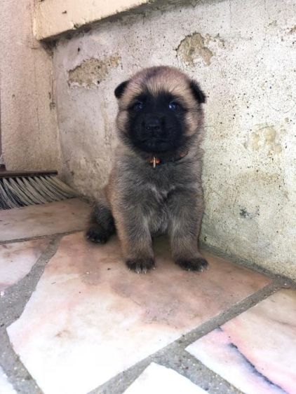 Photo de Opium, Berger Allemand crois� Akita