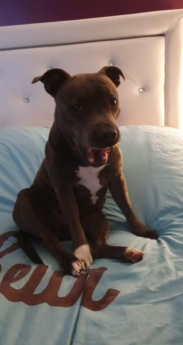 Photo de Ruby, Staffordshire Bull Terrier pure race