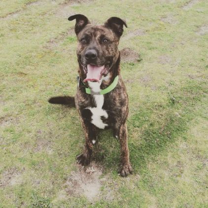 Photo de Mistral, Bouledogue am�ricain crois� Berger Allemand