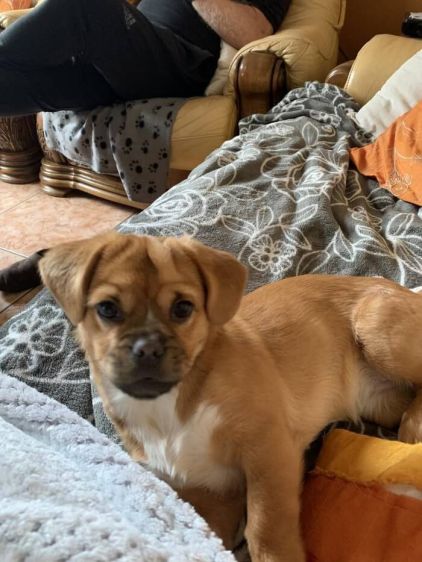 Photo de Raven, P�kinois crois�