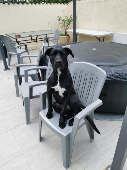 Photo de Nouna, Cane Corso crois�