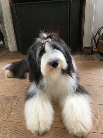 Photo de Daniel, Bearded Collie pure race