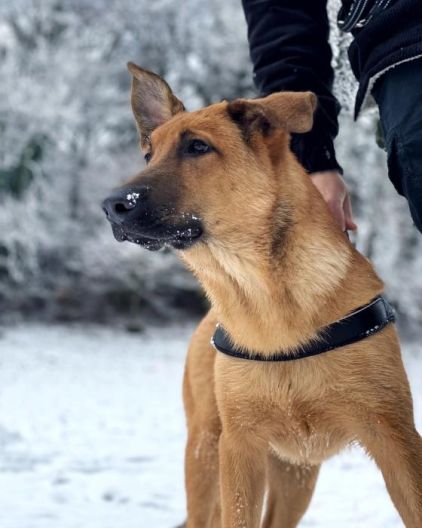 Photo de Onyx, Beauceron crois� Berger Belge Malinois