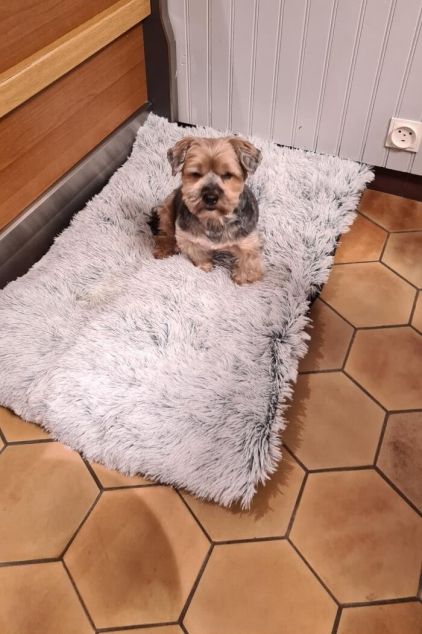 Photo de Flocon, Yorkshire terrier pure race
