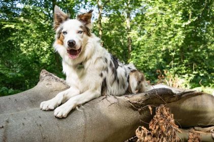 Photo de Tilou, Border Collie pure race