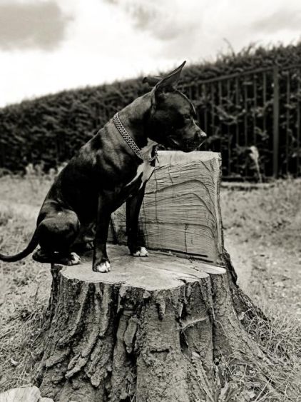 Photo de Gouya, American Staffordshire terrier crois� Staffordshire Bull Terrier