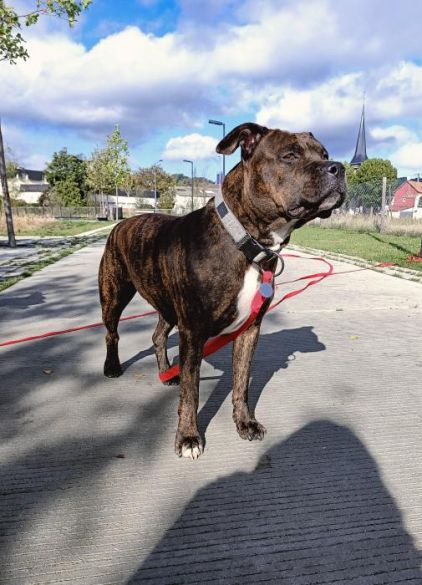 Photo de Namy, American Staffordshire terrier pure race