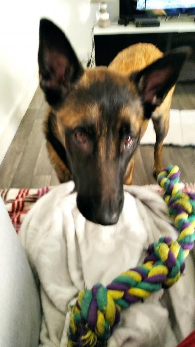 Photo de Nox, Berger Belge Malinois pure race