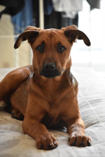 Photo de M�lie, Berger Belge Malinois crois� Rottweiler