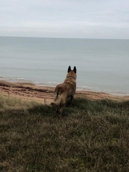 Photo de Loocky, Berger Belge Malinois pure race