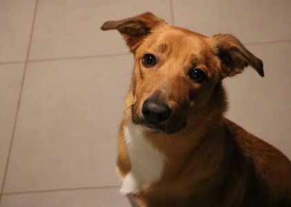 Photo de Luna, Beauceron crois� Berger Belge Malinois
