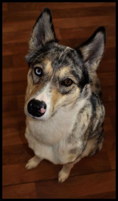 Photo de lucifer, Husky crois� Berger australien