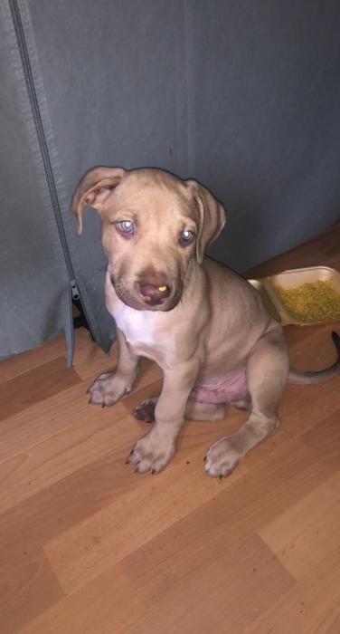 Photo de Dayron, Pitbull pure race