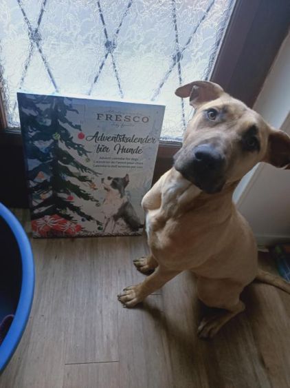 Photo d'Harley, Dogue des Canaries crois�