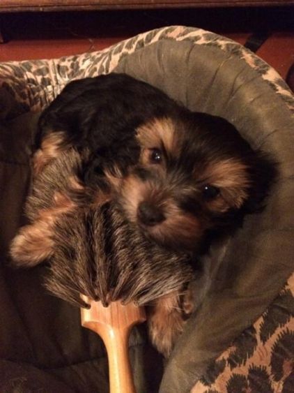 Photo de Ma�na, Yorkshire terrier pure race