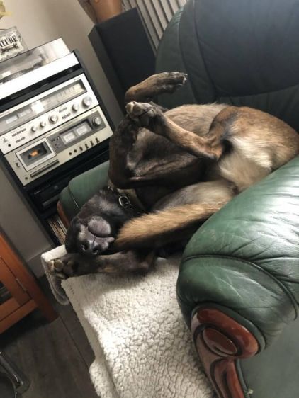 Photo de Noma, Berger Belge Malinois pure race