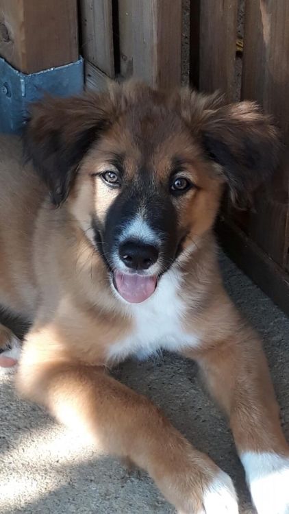 Photo de Malou, Border Collie crois� Leonberg