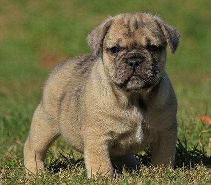 Photo de Boris, Carlin crois� Bulldog Anglais