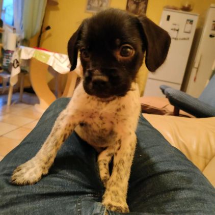Photo de Panda, Bouledogue fran�ais crois� Setter anglais