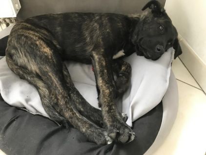 Photo de Pia, Cane Corso crois� Chien-loup tch�coslovaque