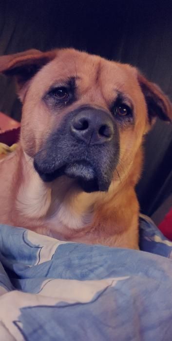 Photo d'Eros, Akita crois� Beauceron
