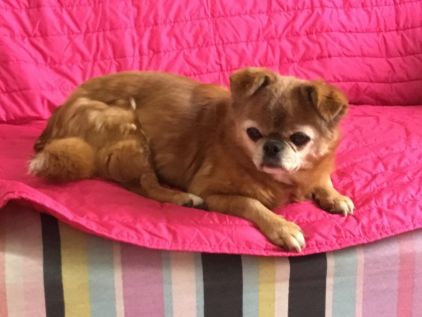 Photo de Tina, Chihuahua crois� Epagneul japonais