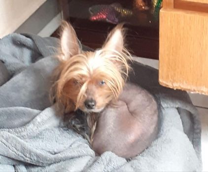 Photo d'Olympe, Chien chinois crois� Yorkshire terrier