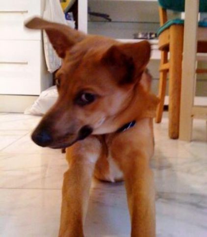 Photo de Batman, Basenji crois� Berger Allemand