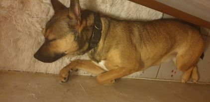 Photo d'Opale, Berger Belge Malinois crois� American Bully