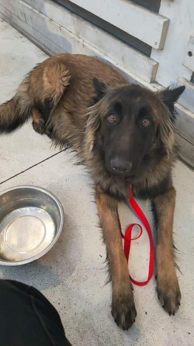 Photo de Pinup, Berger Belge Malinois crois� Berger Belge Tervueren