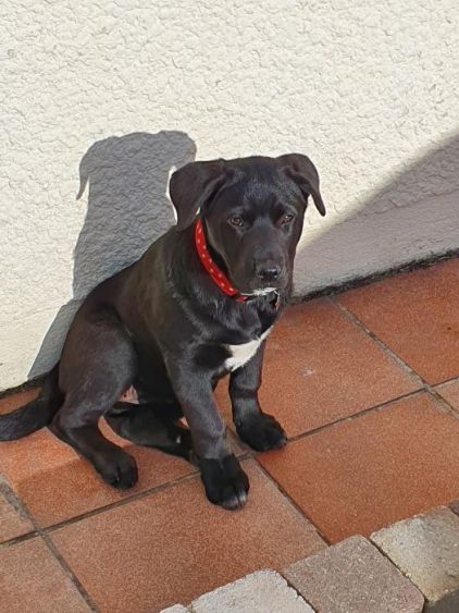 Photo de RUSTINE, Cane Corso crois� Chien d'ours de Car�lie