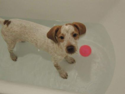 Photo de Ivy, Epagneul breton crois� Griffon fauve de bretagne