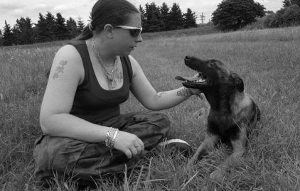 Photo de Lounatyk, Berger Belge Malinois pure race