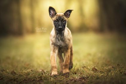 Photo de Raven, Berger Belge Malinois pure race