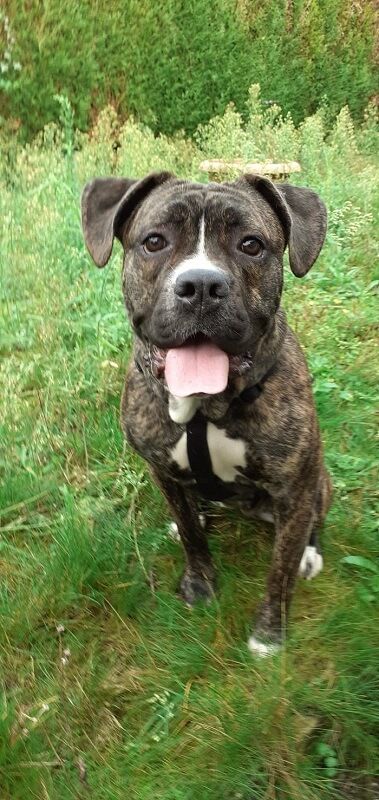 Photo de Pryska, American Staffordshire terrier crois� Cane Corso