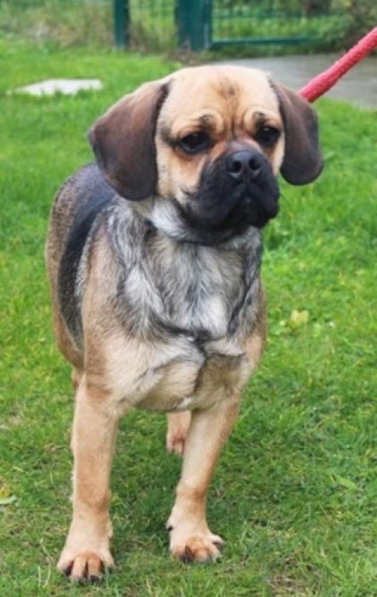 Photo de Winston, Boxer crois�
