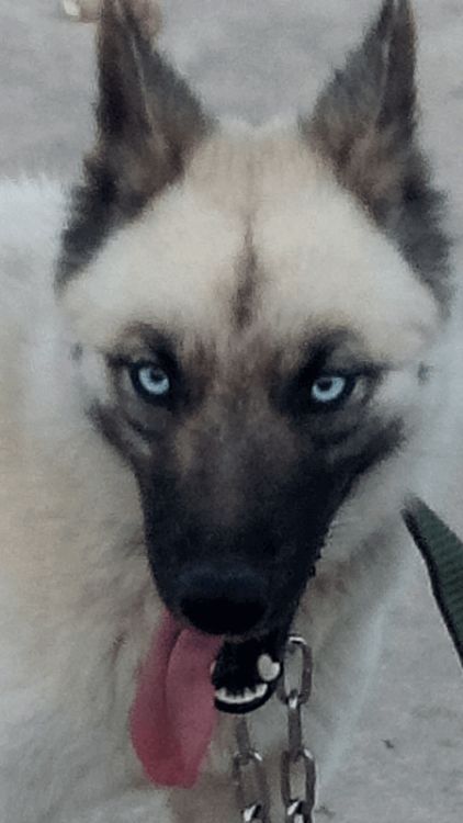 Photo de Diana, Husky crois� Berger Belge Malinois