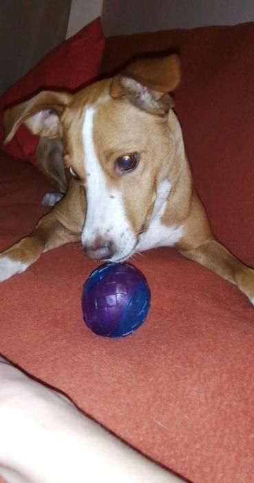 Photo d'Olympe, Pinscher allemand crois� Jack Russell terrier