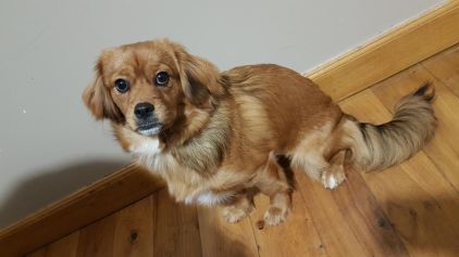Photo de Celine, Epagneul tib�tain crois� Cavalier King Charles