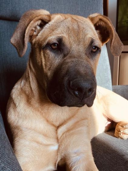 Photo de Thor, Berger Allemand crois� American Staffordshire terrier