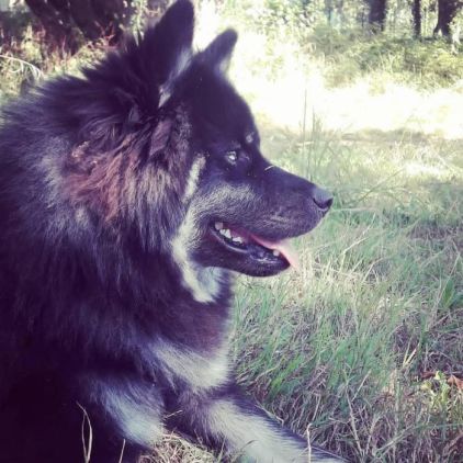 Photo de Ga�a, Akita crois� Eurasier