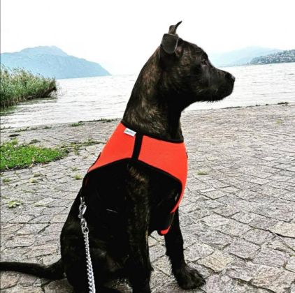 Photo de Ra�den, American Bully crois� Berger Belge Malinois