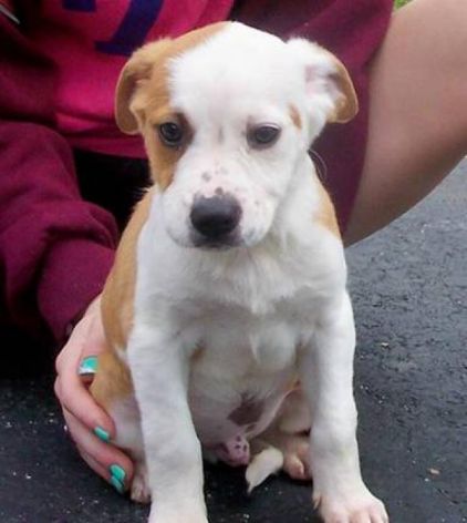 Photo de Fitz, Boxer crois� Beagle