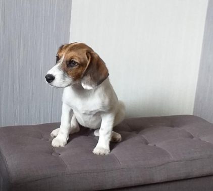 Photo de Louna, Jack Russell terrier crois�