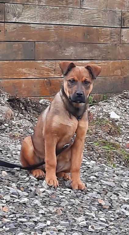Photo de Roxie, Berger Belge Malinois crois�