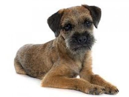 Photo de svil, Border Terrier pure race