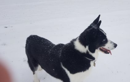 Photo de Angie, Border Collie crois� Husky