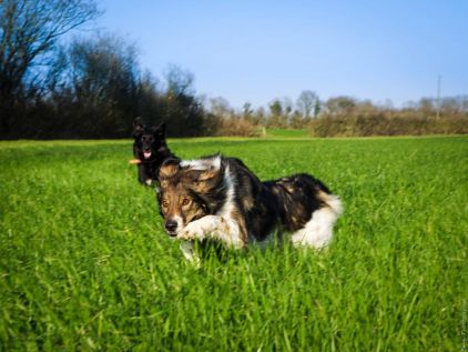 Photo de Olly, Border Collie crois�