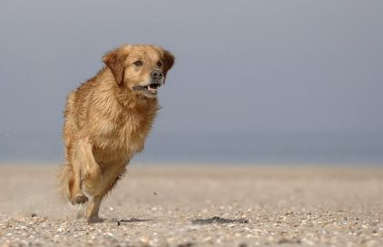 Photo de Paco, Golden Retriever pure race